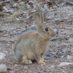 Oryctolagus cuniculus (European Rabbit) at Conder, ACT - 28 Nov 2017 by MichaelBedingfield