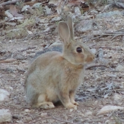 Oryctolagus cuniculus (European Rabbit) at Conder, ACT - 28 Nov 2017 by michaelb