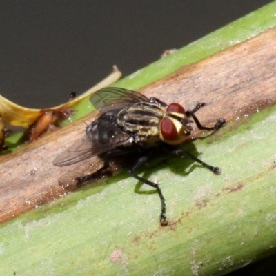 Sarcophagidae sp. (family) (Unidentified flesh fly) at Hall, ACT - 9 Dec 2017 by HarveyPerkins