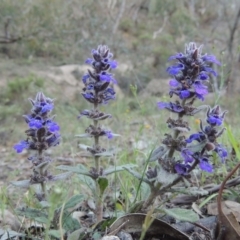 Ajuga australis (Austral Bugle) at Conder, ACT - 28 Nov 2017 by MichaelBedingfield