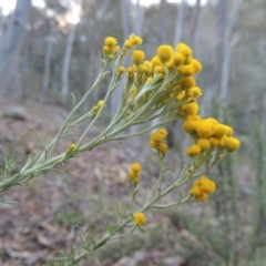 Chrysocephalum semipapposum (Clustered Everlasting) at Conder, ACT - 28 Nov 2017 by michaelb