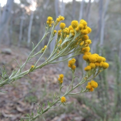 Chrysocephalum semipapposum (Clustered Everlasting) at Conder, ACT - 28 Nov 2017 by michaelb