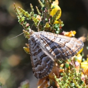 Chrysolarentia nephodes at Tharwa, ACT - 11 Dec 2017