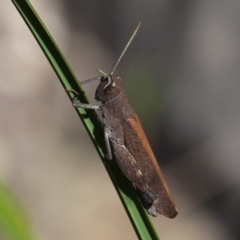 Goniaea opomaloides (Mimetic Gumleaf Grasshopper) at Cotter River, ACT - 11 Dec 2017 by HarveyPerkins