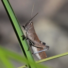 Goniaea opomaloides at Cotter River, ACT - 11 Dec 2017