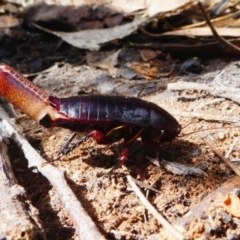 Melanozosteria sp. (genus) (A native cockroach) at Booth, ACT - 10 Dec 2017 by HarveyPerkins