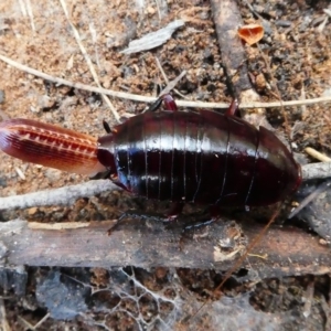 Melanozosteria sp. (genus) at Booth, ACT - 10 Dec 2017