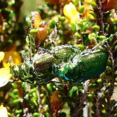 Diphucephala elegans at Cotter River, ACT - 11 Dec 2017