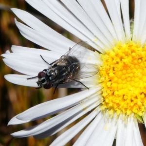 Musca vetustissima at Cotter River, ACT - 11 Dec 2017