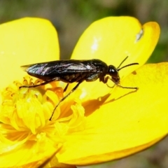 Pergidae sp. (family) (Unidentified Sawfly) at Cotter River, ACT - 11 Dec 2017 by HarveyPerkins