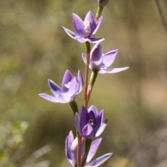 Thelymitra alpina at Cotter River, ACT - suppressed