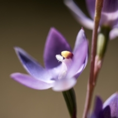 Thelymitra alpina at Cotter River, ACT - suppressed