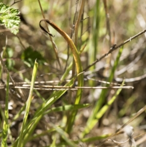 Thelymitra alpina at Cotter River, ACT - suppressed