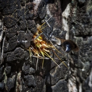 Isodontia sp. (genus) at Googong, NSW - 12 Dec 2017 04:07 PM