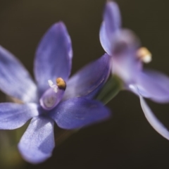 Thelymitra megcalyptra at Cotter River, ACT - suppressed