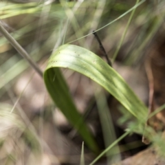 Thelymitra megcalyptra at Cotter River, ACT - suppressed