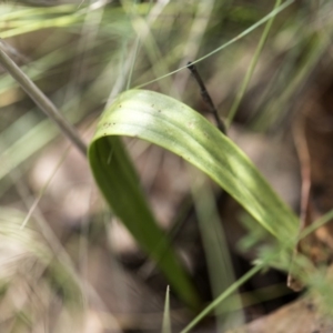 Thelymitra megcalyptra at Cotter River, ACT - 11 Dec 2017