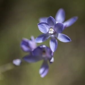 Thelymitra megcalyptra at Cotter River, ACT - 11 Dec 2017