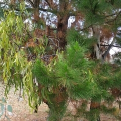 Amyema miquelii (Box Mistletoe) at Isaacs, ACT - 28 Nov 2017 by nathkay