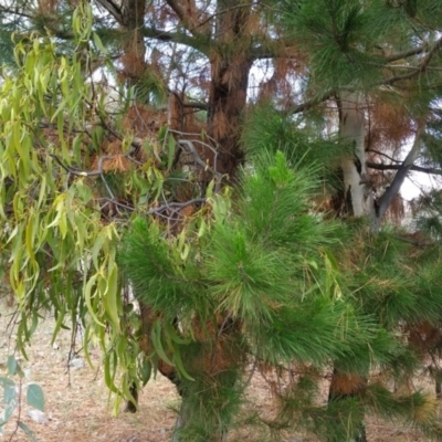 Amyema miquelii (Box Mistletoe) at Isaacs, ACT - 28 Nov 2017 by nathkay