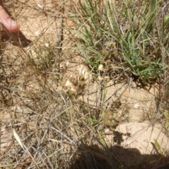 Lepidium ginninderrense (Ginninderra Peppercress) at Budjan Galindji (Franklin Grassland) Reserve - 13 Dec 2017 by MichaelMulvaney