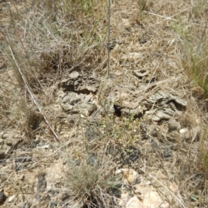 Lepidium ginninderrense at Franklin, ACT - 13 Dec 2017