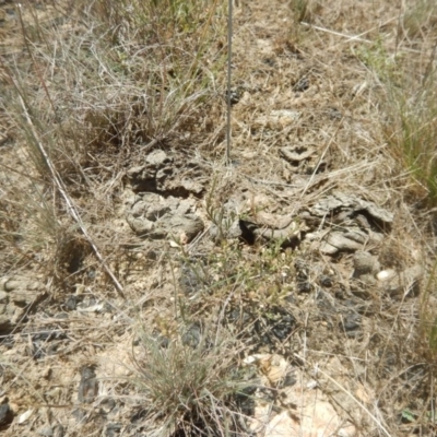 Lepidium ginninderrense (Ginninderra Peppercress) at Budjan Galindji (Franklin Grassland) Reserve - 13 Dec 2017 by MichaelMulvaney