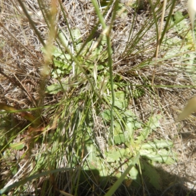 Perunga ochracea (Perunga grasshopper, Cross-dressing Grasshopper) at Budjan Galindji (Franklin Grassland) Reserve - 13 Dec 2017 by MichaelMulvaney