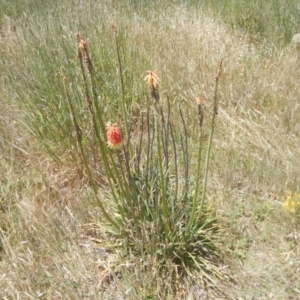 Kniphofia uvaria at Franklin, ACT - 13 Dec 2017 12:19 PM