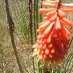 Kniphofia uvaria at Franklin, ACT - 13 Dec 2017