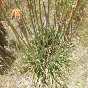 Kniphofia uvaria at Franklin, ACT - 13 Dec 2017 12:19 PM