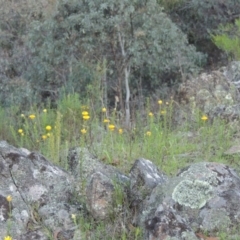 Xerochrysum viscosum (Sticky Everlasting) at Conder, ACT - 28 Nov 2017 by michaelb