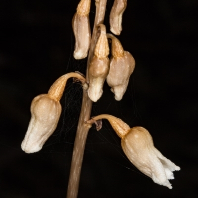 Gastrodia sesamoides (Cinnamon Bells) at Acton, ACT - 24 Nov 2017 by DerekC