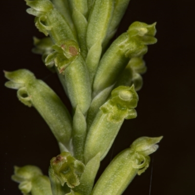 Microtis unifolia (Common Onion Orchid) at Acton, ACT - 24 Nov 2017 by DerekC