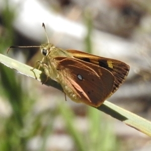 Trapezites eliena at Paddys River, ACT - 11 Dec 2017