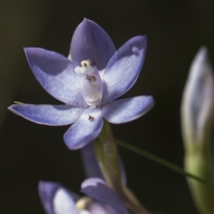 Thelymitra megcalyptra at Cotter River, ACT - suppressed