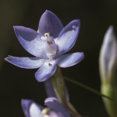 Thelymitra megcalyptra (Swollen Sun Orchid) at Cotter River, ACT - 10 Dec 2017 by GlenRyan
