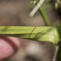 Thelymitra megcalyptra at Cotter River, ACT - 10 Dec 2017