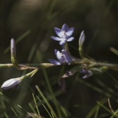 Thelymitra megcalyptra at Cotter River, ACT - suppressed