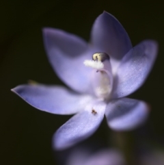 Thelymitra megcalyptra at Cotter River, ACT - suppressed