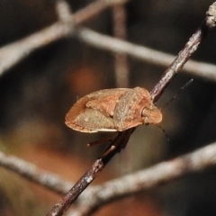 Dictyotus caenosus (Brown Shield Bug) at Paddys River, ACT - 11 Dec 2017 by JohnBundock