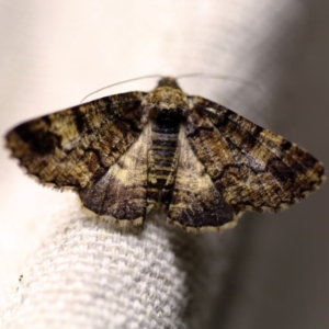 Cryphaea xylina at O'Connor, ACT - 9 Dec 2017