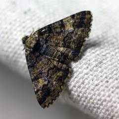 Cryphaea xylina at O'Connor, ACT - 9 Dec 2017 09:56 PM