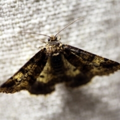 Cryphaea xylina at O'Connor, ACT - 9 Dec 2017 09:56 PM