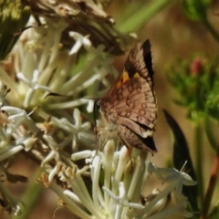 Trapezites phigalioides (Montane Ochre) at Paddys River, ACT - 11 Dec 2017 by JohnBundock