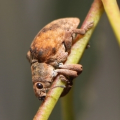 Gonipterus sp. (genus) at Kambah, ACT - 9 Nov 2014 02:25 PM