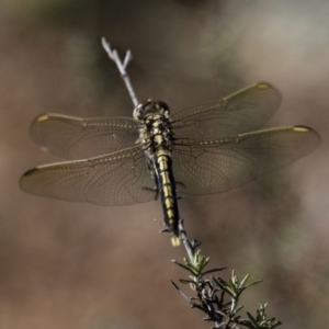 Orthetrum caledonicum at Michelago, NSW - 9 Dec 2017 05:46 PM