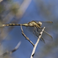 Orthetrum caledonicum at Michelago, NSW - 9 Dec 2017 05:46 PM