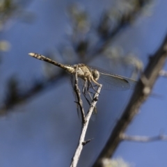 Orthetrum caledonicum at Michelago, NSW - 9 Dec 2017 05:46 PM