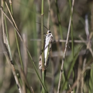 Utetheisa pulchelloides at Michelago, NSW - 9 Dec 2017 06:04 PM